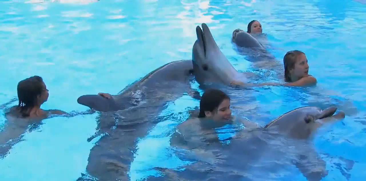 Amazing Dolphin Encounter - 3
